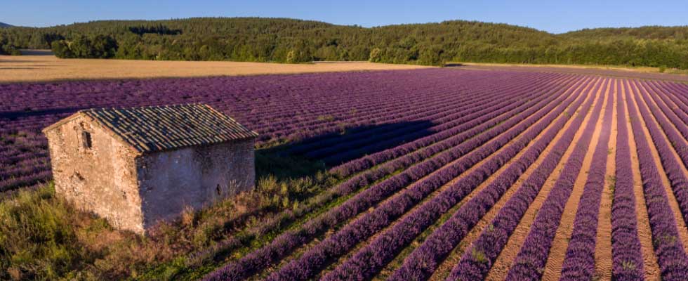 Lavender Field with a cottage